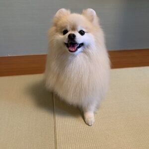 撮影,動物プロダクション,ペットモデル,ペットタレント,モデル犬,タレント犬,ポメラニアン,ノエル