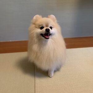 撮影,動物プロダクション,ペットモデル,ペットタレント,モデル犬,タレント犬,ポメラニアン,ノエル