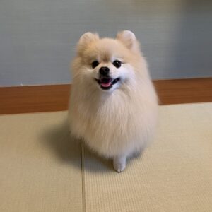 撮影,動物プロダクション,ペットモデル,ペットタレント,モデル犬,タレント犬,ポメラニアン,ノエル