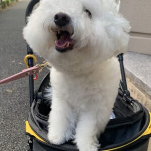 撮影,動物プロダクション,ペットモデル,ペットタレント,モデル犬,タレント犬,ビションフリーゼ,ファーイ
