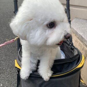 撮影,動物プロダクション,ペットモデル,ペットタレント,モデル犬,タレント犬,ビションフリーゼ,ファーイ