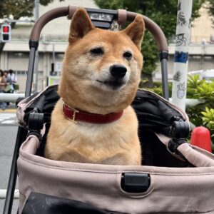 撮影,動物プロダクション,ペットモデル,ペットタレント,モデル犬,タレント犬,柴犬,なな