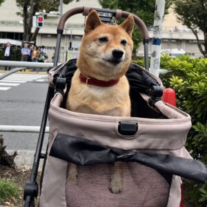 撮影,動物プロダクション,ペットモデル,ペットタレント,モデル犬,タレント犬,柴犬,なな