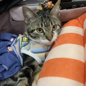 撮影,動物プロダクション,ペットモデル,ペットタレント,モデル猫,タレント猫,MIX猫,ククル