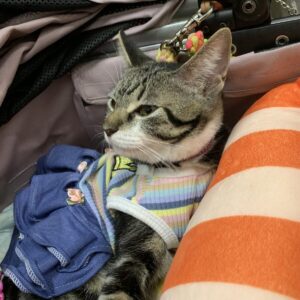 撮影,動物プロダクション,ペットモデル,ペットタレント,モデル猫,タレント猫,MIX猫,ククル