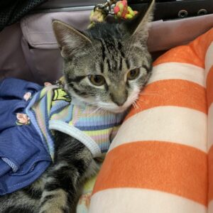 撮影,動物プロダクション,ペットモデル,ペットタレント,モデル猫,タレント猫,MIX猫,ククル