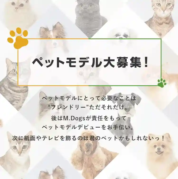 動物プロダクション エムドッグス ペットモデル登録オーディション
