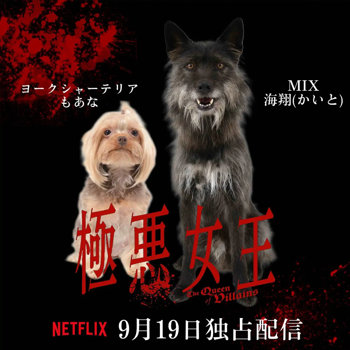 映画極悪女王 動物プロダクション エムドッグス所属 「もあな」「かいと」が出演しています