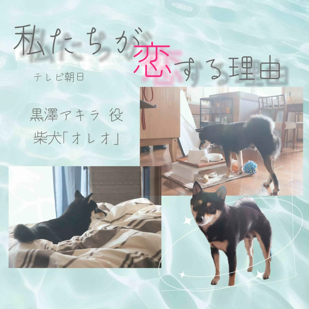 テレビ朝日ドラマの私たちが恋する理由に黒沢アキラ役で動物プロダクション エムドッグス所属の柴犬のオレオが出演しました