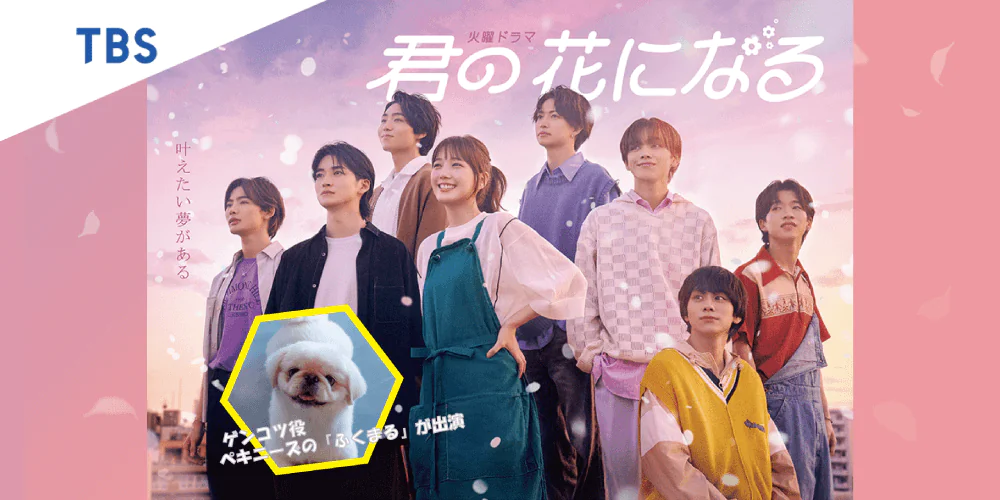 TBS 火曜ドラマ『君の花になる』にゲンコツ役にてペットモデルの「ふくまる」が「オレンジ」が出演致しました。