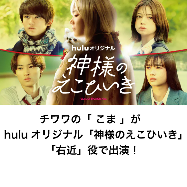 huluオリジナルドラマの神様のえこひいきに にペットモデルの「こま」が出演しました