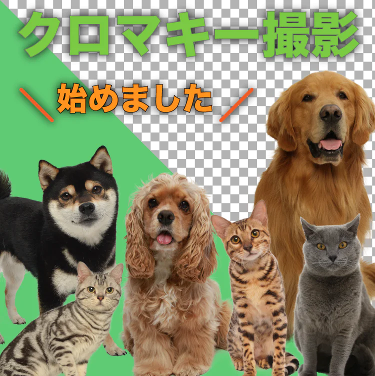 動物プロダクション エムドッグスはクロマキー撮影に対応しています