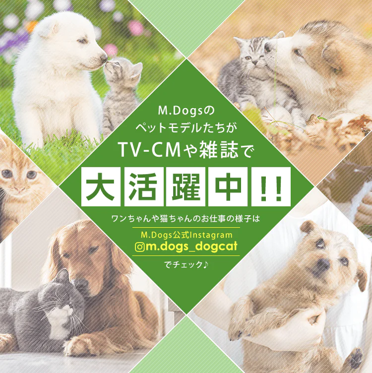 動物プロダクション エムドッグスの出演情報