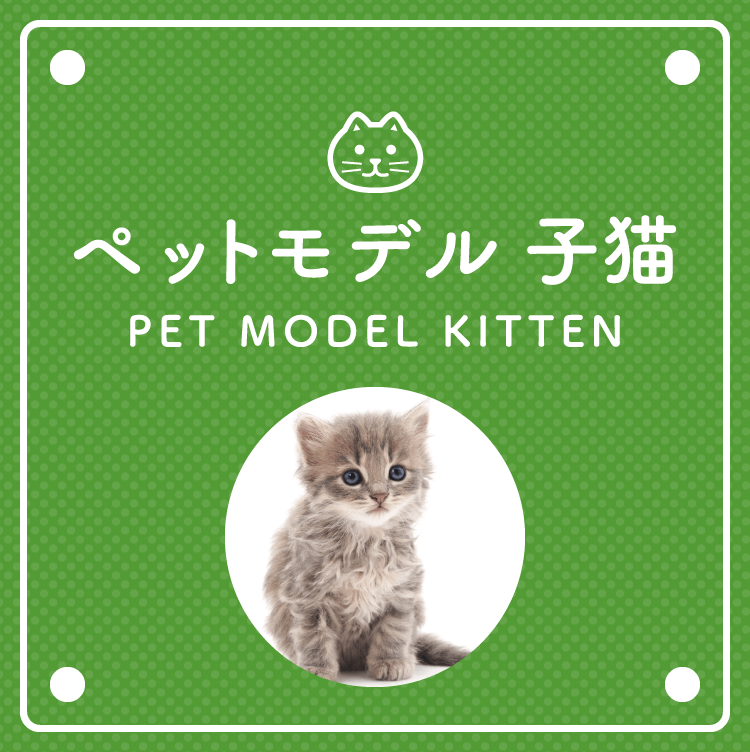 動物プロダクション エムドッグスの子猫のペットモデルです