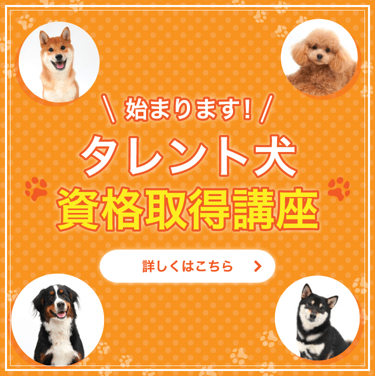 動物プロダクション エムドッグスの撮影に特化したプロ専門のタレント犬資格取得講座です